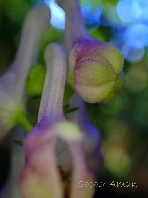 Aconitum fudjisanense