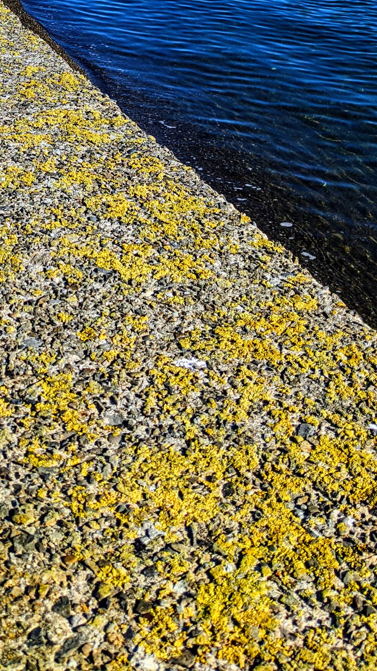 Yellow lichen on a sea wall against the blue of the harbour water