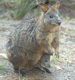 pademelon