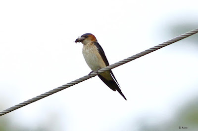 Purple Sunbird