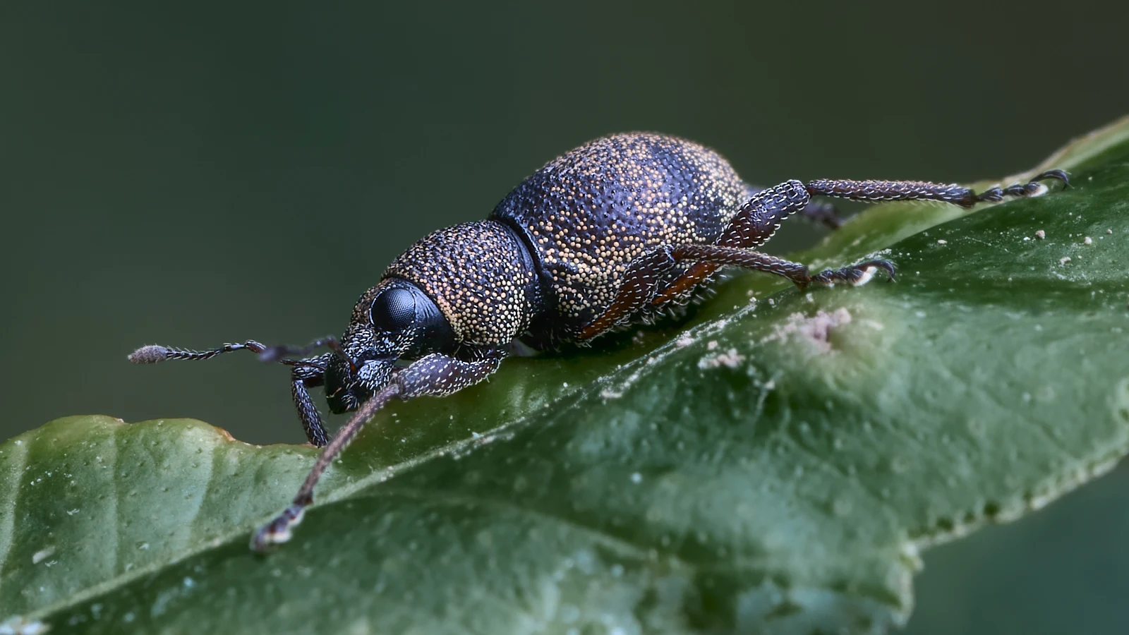 Building upon 1 & 2, 3 takes the shot to a new level. Better contrast, different angle and greater sharpness.