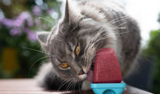 can cats eat popsicles?