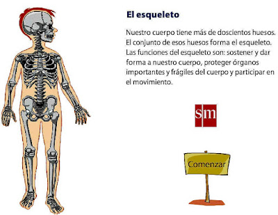 http://www.primaria.librosvivos.net/archivosCMS/3/3/16/usuarios/103294/9/6EP_Cono_cas_ud3_elEsqueleto/el_esqueleto.swf