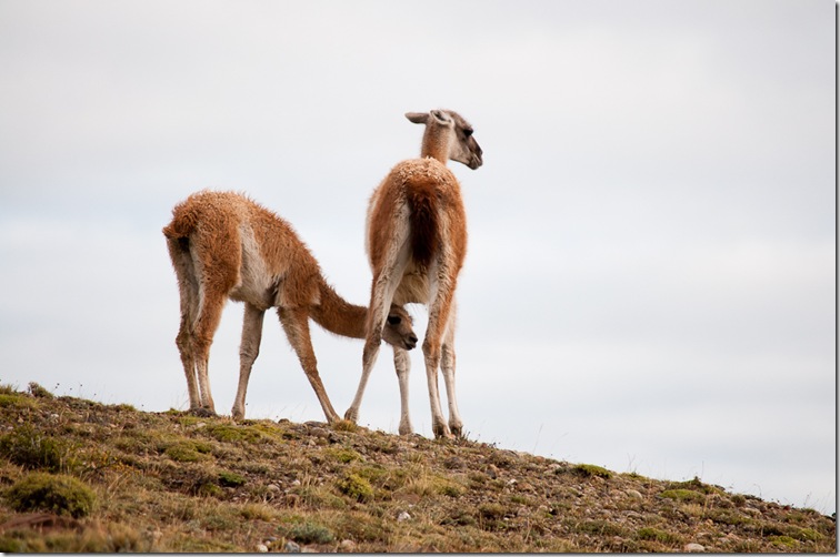 Torres del Paine-2