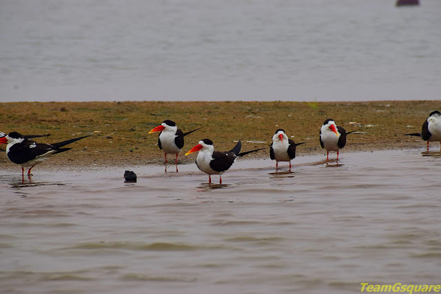 Indian Skimmers