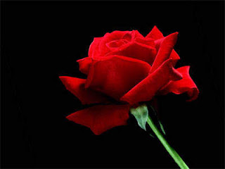 Rose Flower Wallpaper