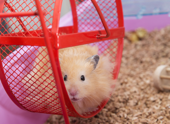 How To Take Care Of A Hamster – The Ultimate Hamster Care Tips