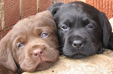 picks of puppies. picks of puppies.