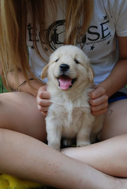 Golden Cute Puppies