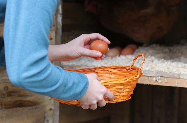 How Often Should You Collect Eggs from your Chicken Coop?