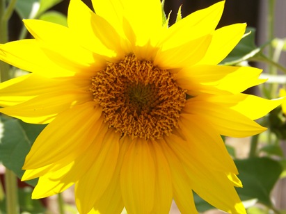 SunFlower_May2009