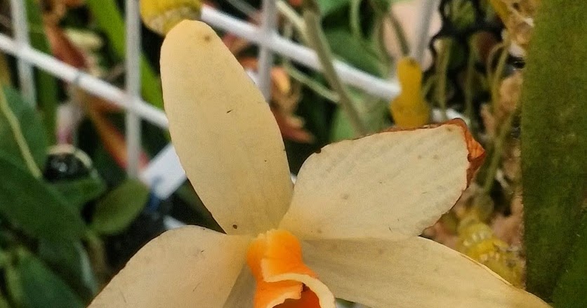 Ade s Orchid Dendrobium aphrodite