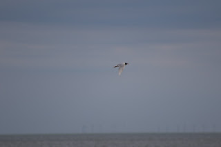 Adult Mediterranean Gull flying