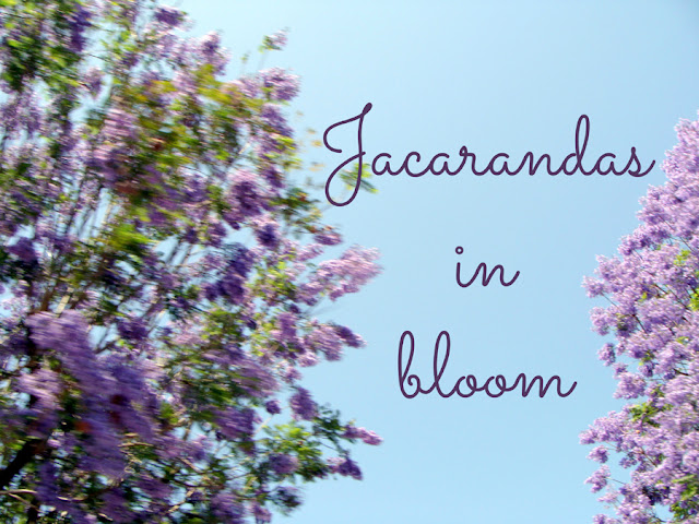 Jacarandas in bloom in Anaheim via The Sunshine Grove