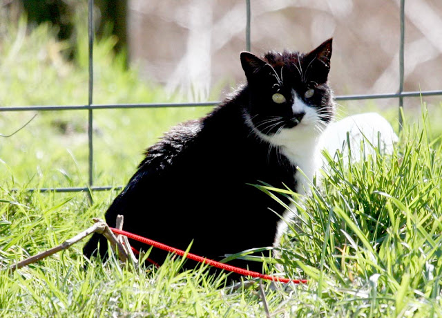 Squeaky black tux cat