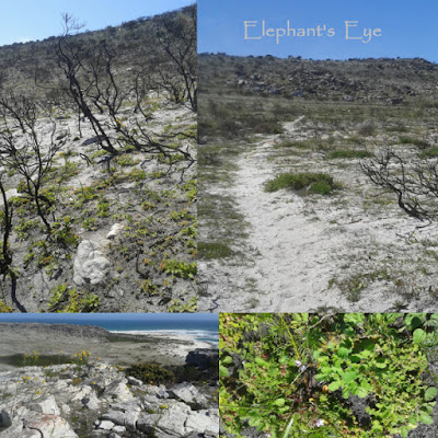 Recovery after the March fire That patch bottom right is aproximately what one footstep would destroy off the path