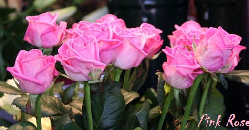  Bunga  Mawar  Merah  Muda Pink Rose Photos Alam Mentari