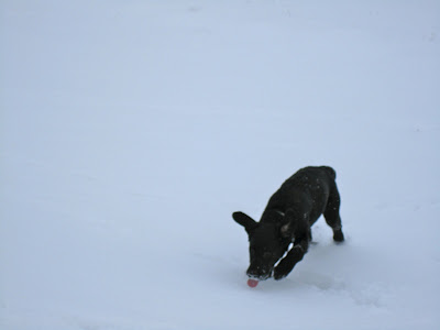The entire background of this picture is pure white. In the bottom right corner of the picture, black lab puppy Romero is pouncing happily through the thick layer of fresh fluffy snow. His front arm is stretching forward mid-stride and his ears are flying up over his head. His muzzle is covered in snow. Except for his little pink tongue sticking out to lick the snow, the photo could be in black and white.