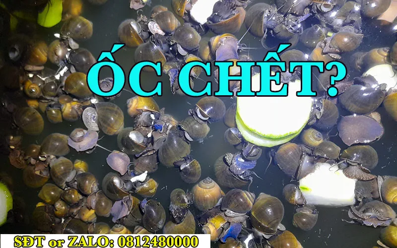 các loại bệnh của ốc nhồi