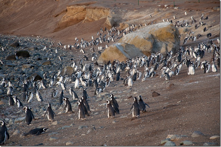 penquins-8