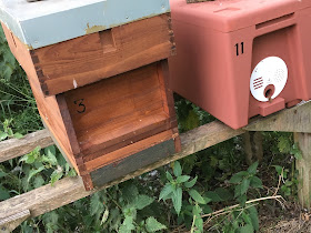 Honey bees for sale