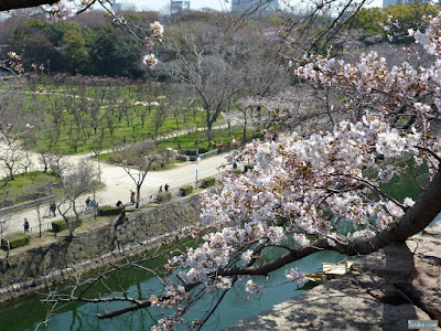 梅林と桜