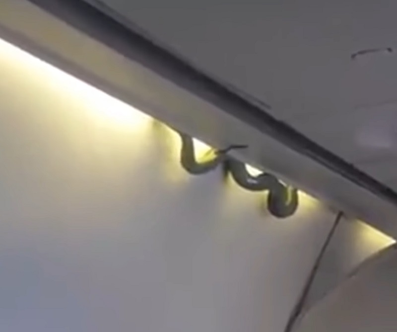 The Time When Huge Python Trapped Under The  Aircraft Wing, Snakes On Planes