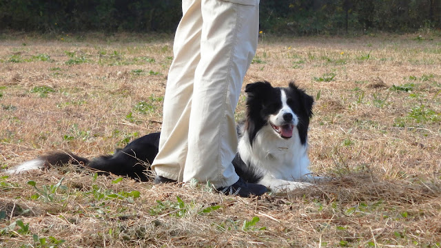 保護犬 ボーダーコリー トーマ