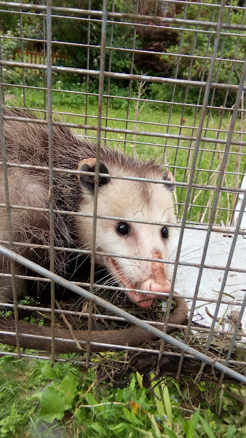 a possum with scraggly fur, trapped in a havahart trap. it has beady eyes and is looking through the bars of the cage