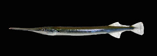 Xenentodon cancila - Freshwater garfish - yonna/යොන්නා