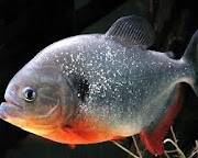Ide Terpopuler Ikan Ganas