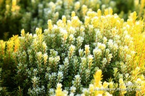 05-IMG_3234