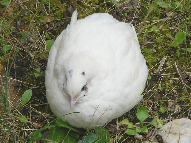 Japanese Quail.  Indre et Loire, France. Photographed by Susan Walter. Tour the Loire Valley with a classic car and a private guide.