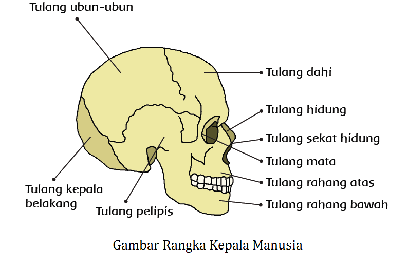 Kerangka Tubuh Kita dan Fungsinya Kelas Bu Asih