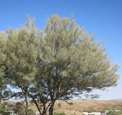 Alice Springs, Australia