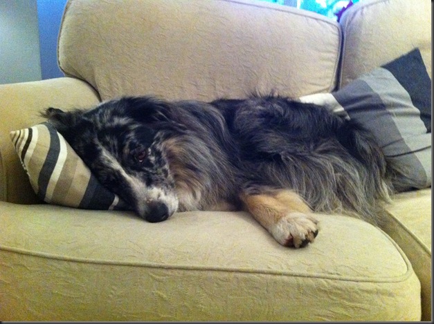 Mojo snoozin