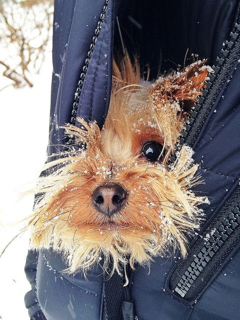 5 Of The Strangest Looking Dogs You Have Ever Seen