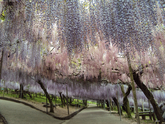 O fantástico túnel de flores Glicínias