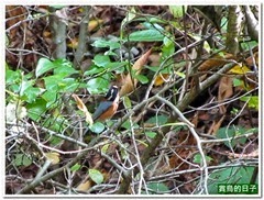 20130930_122800_0036_Japan