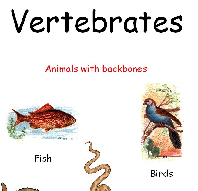 English El Zargal THE FIVE  CLASSES OF VERTEBRATES