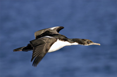 King Cormorant