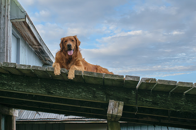 Un des trois chiens de la ferme