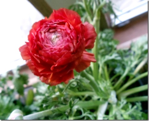 red flower