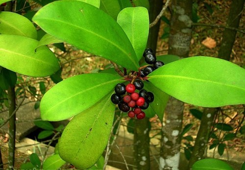 :: Ilmu Tentang Herba ::: Mata Pelanduk