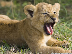 hot rio chick new year lion