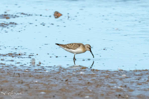 Curlew sandpiper