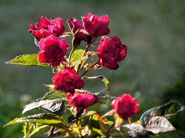 Rose Rosa garden сад tree дерево plant цветок flower растение grow выращивание vegetable огород многолетние fruit seeds grass семена berry growing landscaping трава planting gardening perennial посадка cultivation shrub фрукт ягода куст озеленение многолетник овощеводство cадоводство