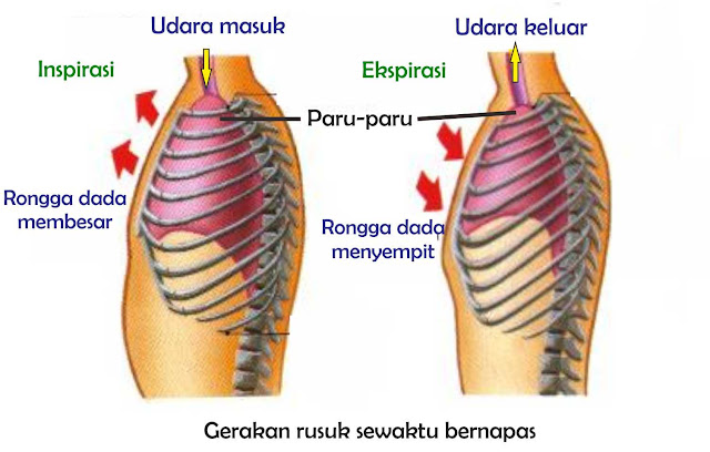 agungyaagunglah: D. SISTEM PERNAFASAN PADA MANUSIA DAN ...