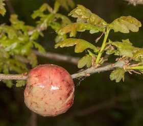 Oak Apple gall.  Jubilee Country Park, 30 April 2017.