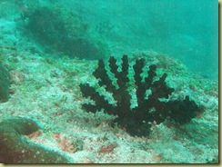 Asparagus Coral